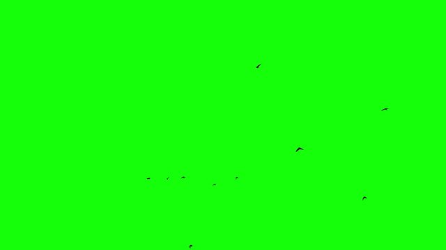 black birds fly right to left in one direction on a green screen isolated pure mask