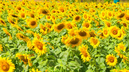 These are sun flowers park or flora park that people growing and keeping for tourist to visit for sightseeing and education at Buriram,Thailand.
