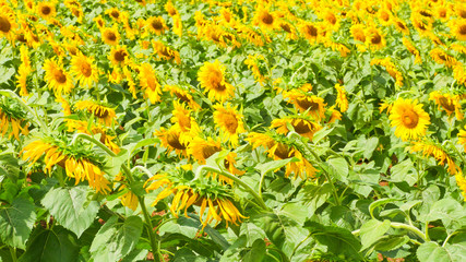 These are sun flowers park or flora park that people growing and keeping for tourist to visit for sightseeing and education at Buriram,Thailand.
