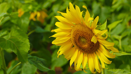 These are sun flowers park or flora park that people growing and keeping for tourist to visit for sightseeing and education at Buriram,Thailand.