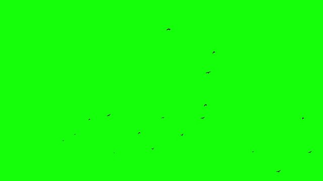 flight of flocks of black birds in one direction on a green screen isolated pure mask