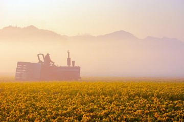 Silhouette of a farmer on a tractor near daffodil fields on a foggy morning