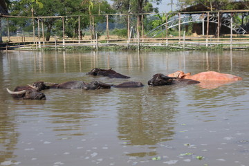 Fototapeta premium Buffalos in the pool.