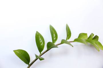 green leaf on white background