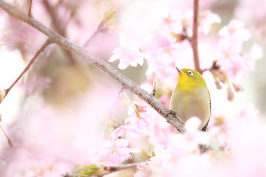風景 鳥 きれい 明るい 昼 春 日本 和風 の画像 22 件の Stock 写真 ベクターおよびビデオ Adobe Stock