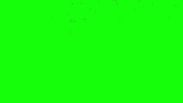 flight flock black birds in one direction at the top of the frame on a green screen isolated pure mask