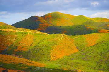 Fototapeta premium Tourists Walking through colorful orange hills of poppies in California during Super bloom 