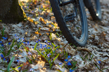 Obraz premium First spring flowers and bicycle wheel closeup