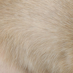 fur of cat texture background