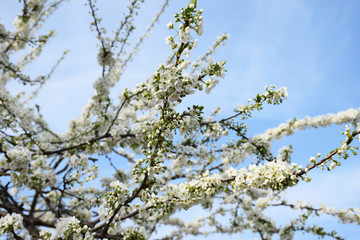 Flowering branch of cherry on a blue sky. Spring flowering of fruit trees in the garden. White color cherry closeup with selective focus. Spring blooming sakura cherry flowers branch.