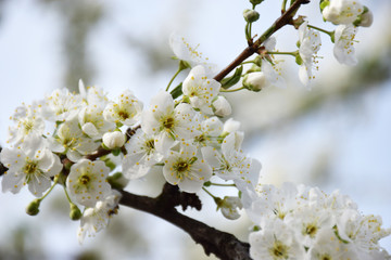 Obraz premium Branch of sweet cherry with white flowers close up. Spring flowering of fruit trees in the garden. Inflorescences white cherry flowers on light background. Spring concept, spa.