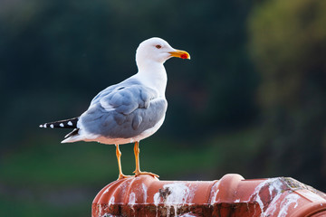 Gaviota sobre tejado