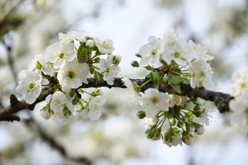 Branch of sweet cherry with white flowers close up. Spring flowering of fruit trees in the garden. Inflorescences white cherry flower on light background. Spring concept, spa.