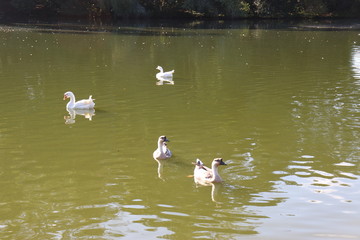 Ibirapuera's Park - 82