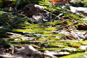 Bright green grass in the spring forest in the shade of trees closeup