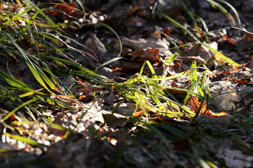 Bright green grass in the spring forest in the shade of trees closeup