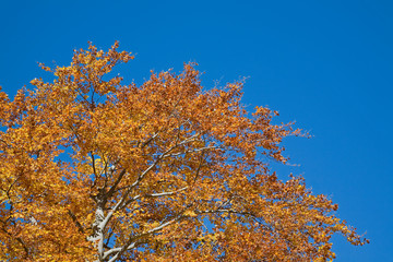 Fototapeta premium Buche im Herbst