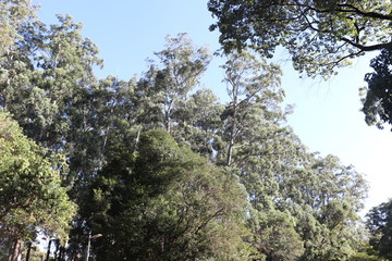 Ibirapuera's Park - 46