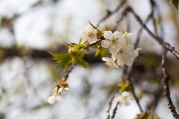 Cherry blossom