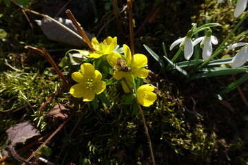 Winterlinge mit Biene