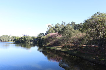 Fototapeta na wymiar Ibirapuera's Park - 33