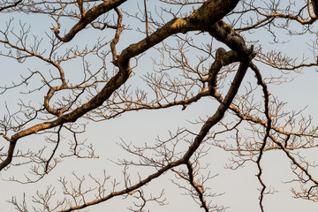Winter bare branch tree as background