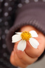 flower held by child hand