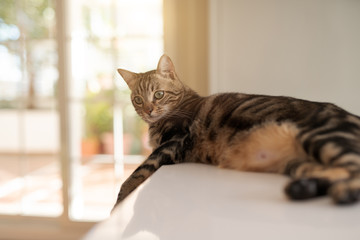 Naklejka premium Beautiful short hair cat lying on white table at home