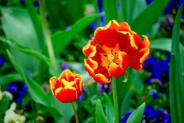 Two Tulips in Bloom