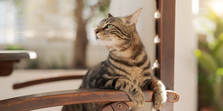 Cute short hair at the garden sittion on a chair outdoors, playing outside on a sunny day