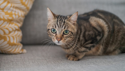 Fototapeta na wymiar Beautiful short hair cat lying on the sofa at home