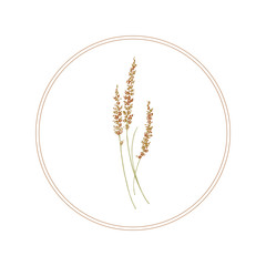 Setaria italica. Cereal plants. Millet. Corn for birds. Spikelets with seeds. Spikelets of grass.