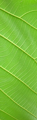 green teak leaf texture