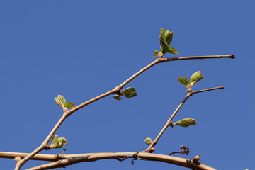 The first leaves bloom in spring on the vine decorative grapes