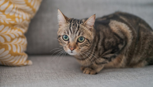 Beautiful short hair cat lying on the sofa at home