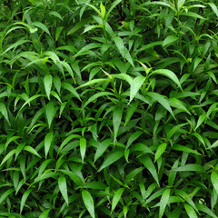 green leaf bush in garden
