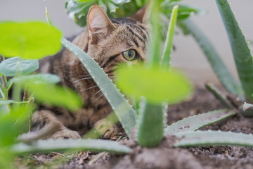 Beautiful short hair cat playing with plants at the garden on a sunny day at home