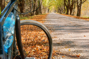 Relaxing and biking in the fall. Cycling through the autumn forest. Cyclists riding through the woods.