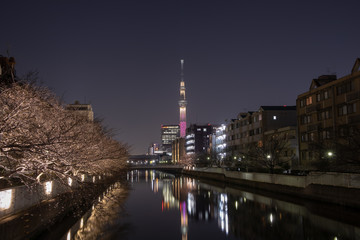 Fototapeta premium 夜桜