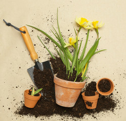 Studio shot of flower planting. Yellow Narcissus flowers in a ceramic pot on the brown paper background, gardening concept