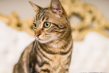 Beautiful short hair cat lying on the bed at home