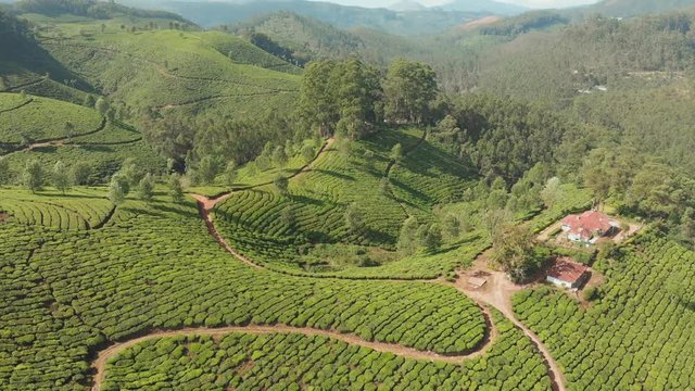 Aerial view tea plantations of India. Kerala State. Near the lake Matupetty.