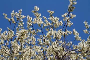 white flowers in spring willow