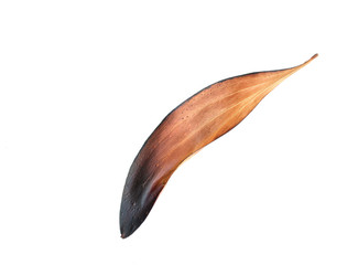 Burned, fired leaves on white background close-up