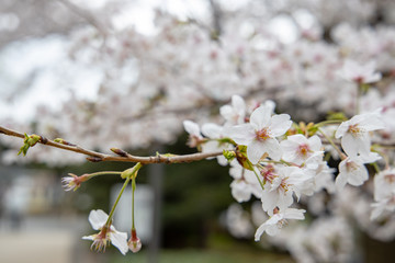 桜