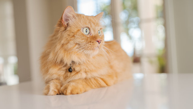 Beautiful ginger long hair cat lying on kitchen table on a sunny day at home