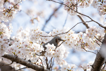 桜とヒヨドリ