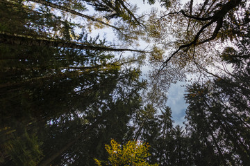 View of trees from inside a forest