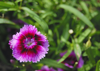 Fototapeta premium 花 素材