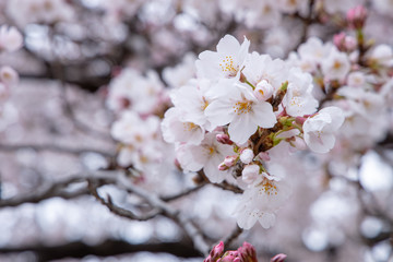 桜